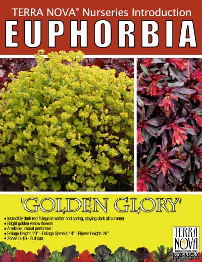 Euphorbia 'Golden Glory' - Product Profile