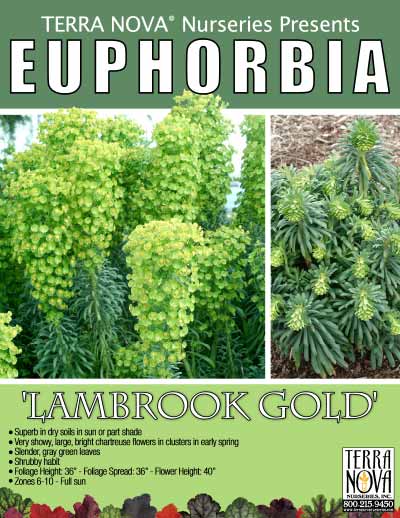 Euphorbia 'Lambrook Gold' - Product Profile