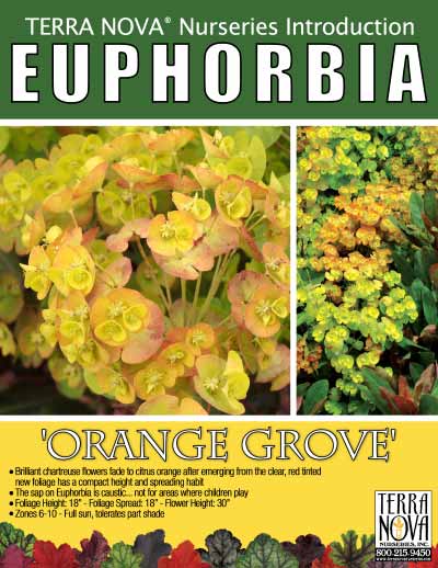 Euphorbia 'Orange Grove' - Product Profile