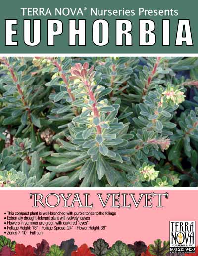 Euphorbia 'Royal Velvet' - Product Profile