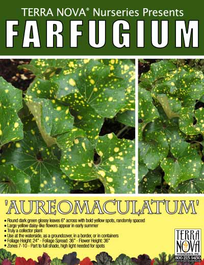 Farfugium 'Aureomaculatum' - Product Profile