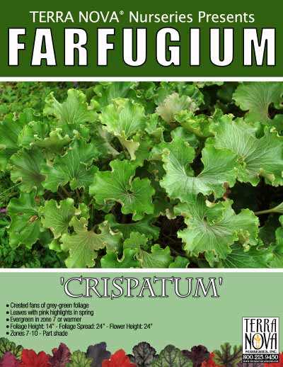 Farfugium 'Crispatum' - Product Profile