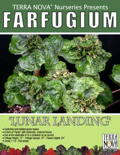Farfugium 'Lunar Landing' - Product Profile