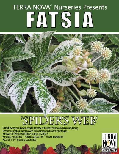 Fatsia 'Spider's Web' - Product Profile
