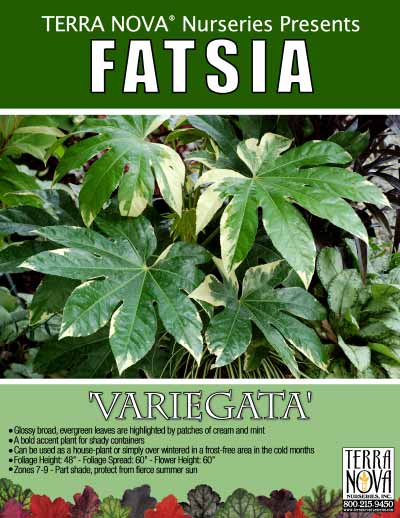 Fatsia 'Variegata' - Product Profile