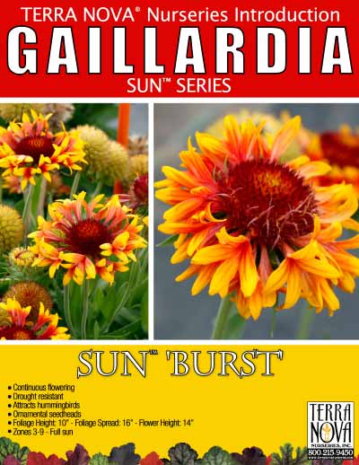 Gaillardia SUN™ 'Burst' - Product Profile