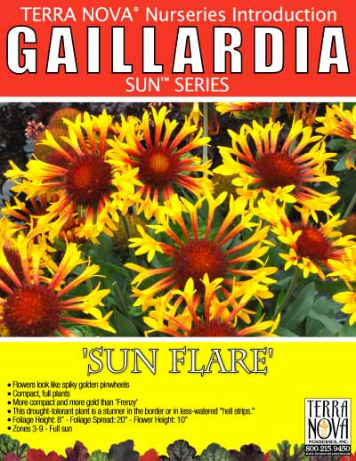 Gaillardia 'Sun Flare' - Product Profile