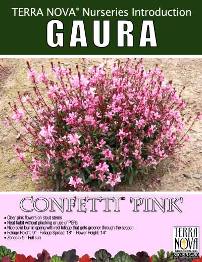 Gaura CONFETTI™ 'Pink' - Product Profile