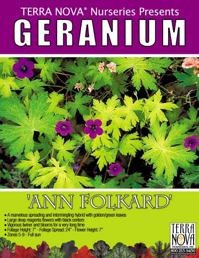 Geranium 'Ann Folkard' - Product Profile