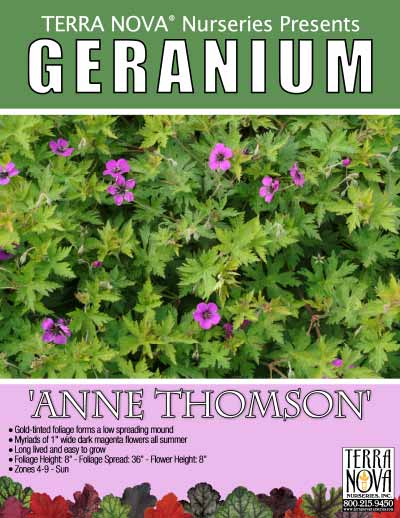 Geranium 'Anne Thomson' - Product Profile