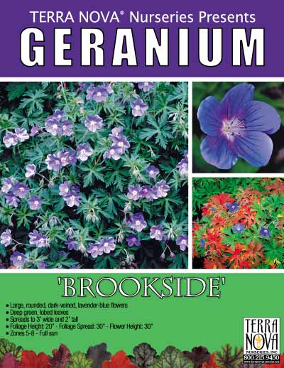 Geranium 'Brookside' - Product Profile