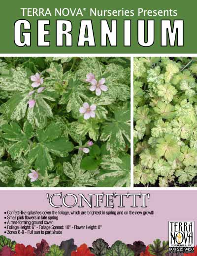 Geranium 'Confetti' - Product Profile