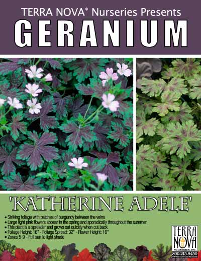 Geranium 'Katherine Adele' - Product Profile
