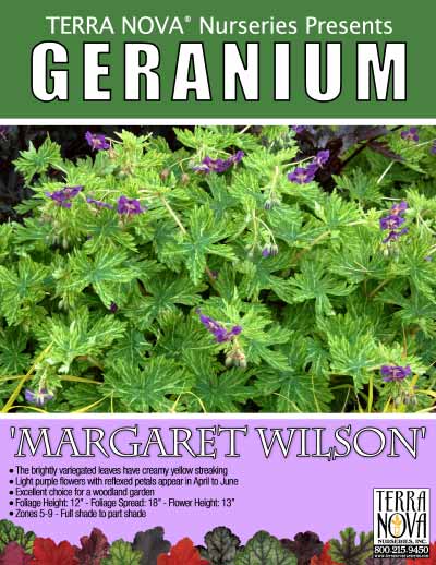 Geranium 'Margaret Wilson' - Product Profile
