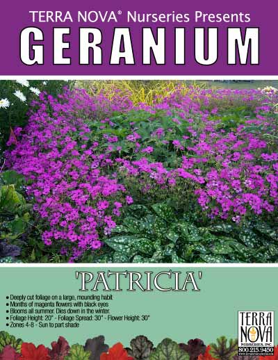 Geranium 'Patricia' - Product Profile