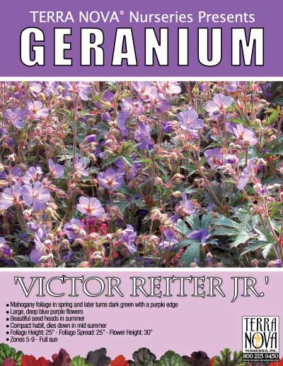 Geranium 'Victor Reiter Jr.' - Product Profile