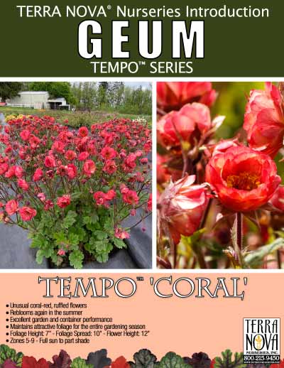 Geum TEMPO™ 'Coral' - Product Profile