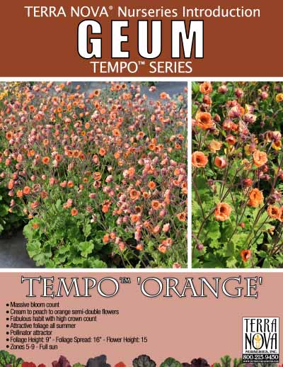 Geum TEMPO™ 'Orange' - Product Profile