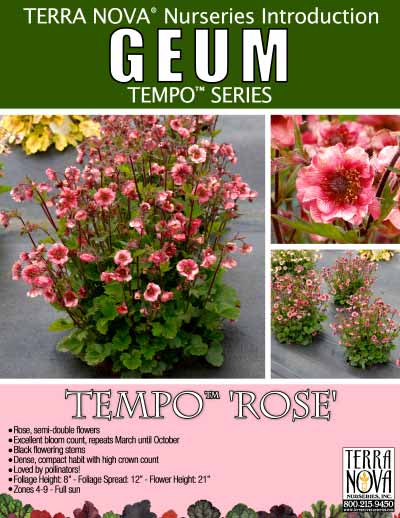 Geum TEMPO™ 'Rose' - Product Profile
