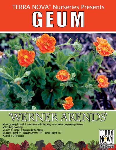 Geum 'Werner Arends' - Product Profile