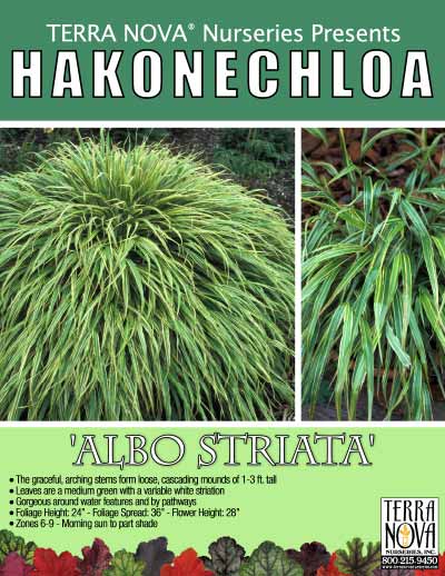Hakonechloa 'Albo-striata' - Product Profile
