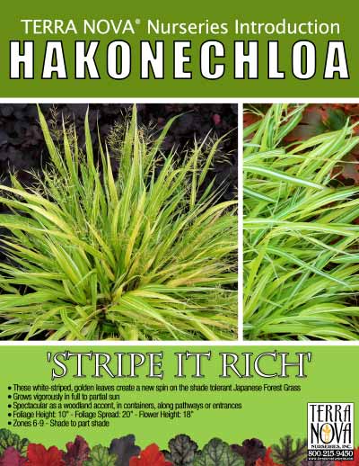 Hakonechloa 'Stripe it Rich' - Product Profile