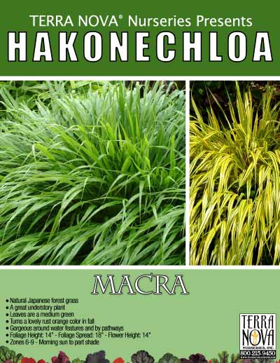 Hakonechloa macra - Product Profile