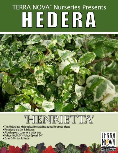 Hedera 'Henrietta' - Product Profile