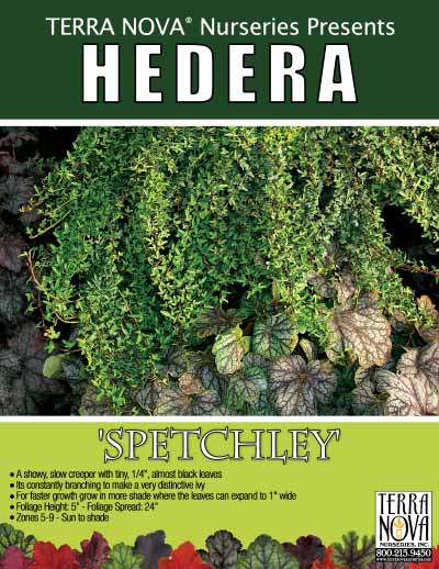 Hedera 'Spetchley' - Product Profile