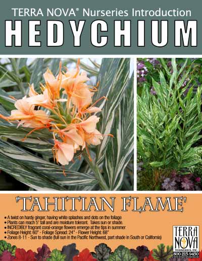 Hedychium 'Tahitian Flame' - Product Profile