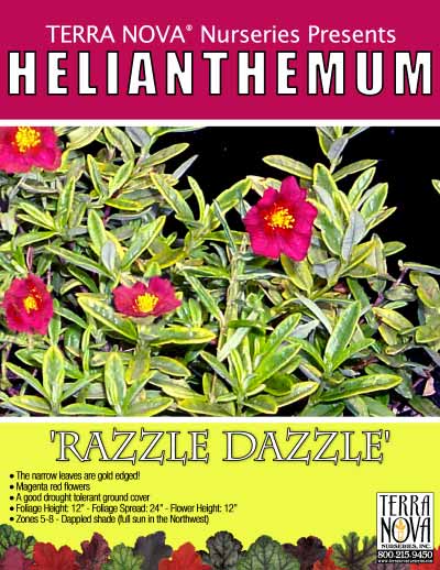 Helianthemum 'Razzle Dazzle' - Product Profile