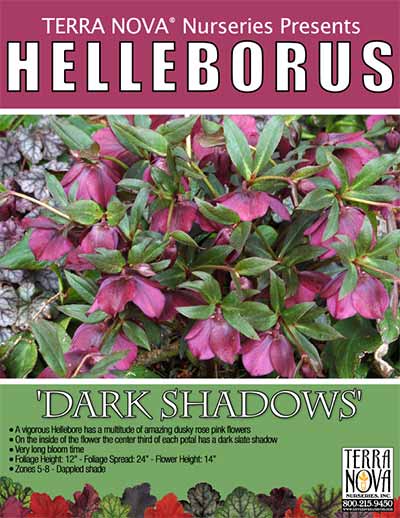 Helleborus 'Dark Shadows' - Product Profile