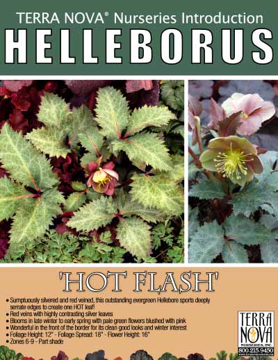 Helleborus 'Hot Flash' - Product Profile