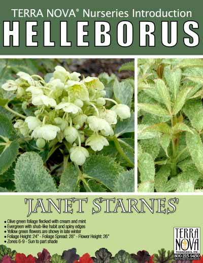 Helleborus 'Janet Starnes' - Product Profile