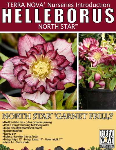 Helleborus NORTH STAR™ 'Garnet Frills' - Product Profile