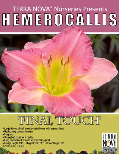 Hemerocallis 'Final Touch' - Product Profile