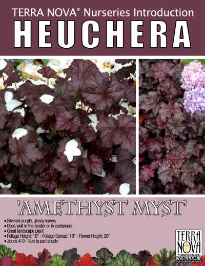 Heuchera 'Amethyst Myst' - Product Profile