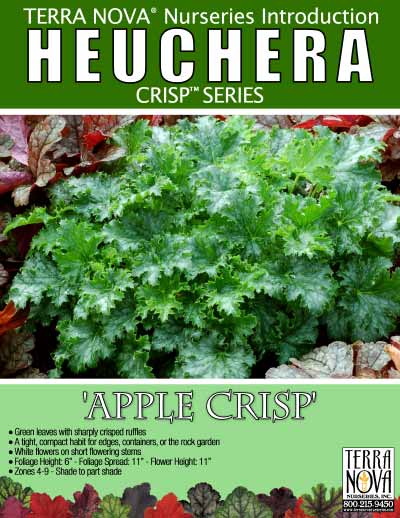 Heuchera 'Apple Crisp' - Product Profile