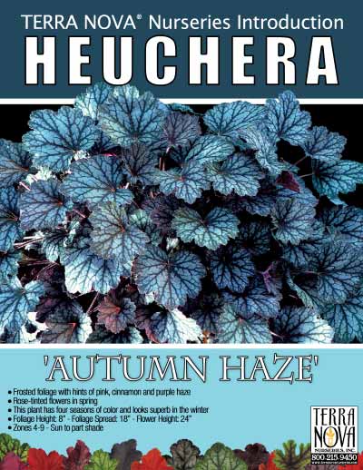 Heuchera 'Autumn Haze' - Product Profile