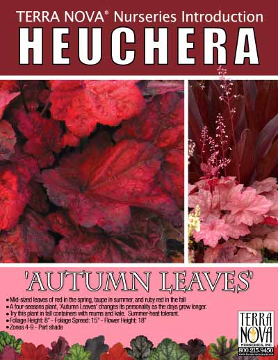 Heuchera 'Autumn Leaves' - Product Profile