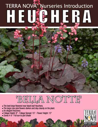 Heuchera 'Bella Notte' - Product Profile