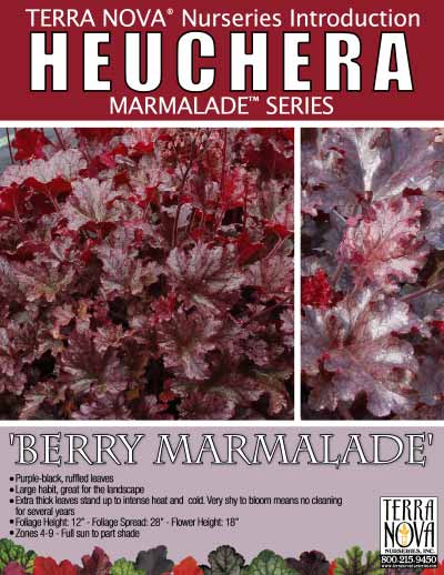 Heuchera 'Berry Marmalade' - Product Profile