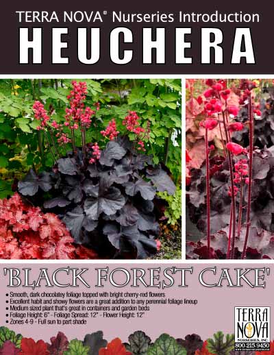 Heuchera 'Black Forest Cake' - Product Profile