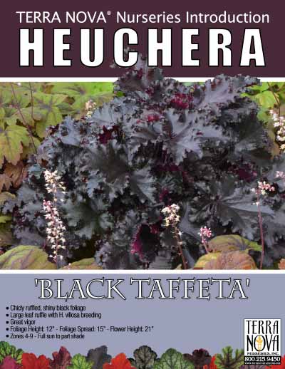 Heuchera 'Black Taffeta' - Product Profile
