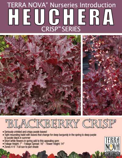 Heuchera 'Blackberry Crisp' - Product Profile