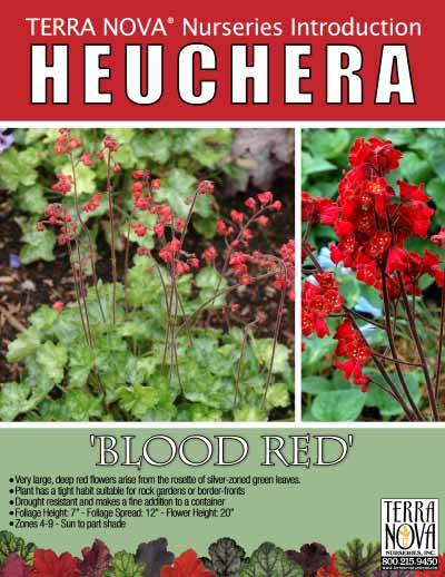 Heuchera 'Blood Red' - Product Profile