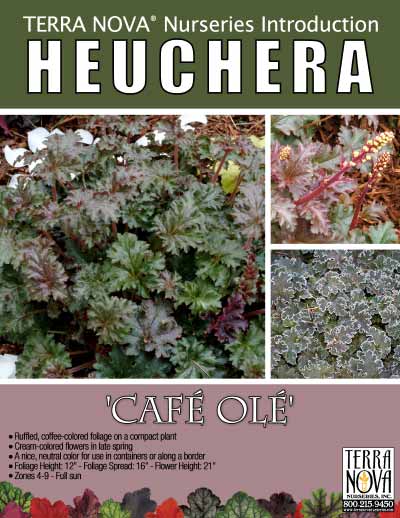Heuchera 'Cafe Ole' - Product Profile