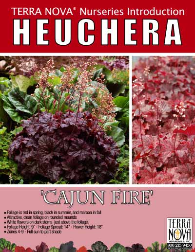 Heuchera 'Cajun Fire' - Product Profile