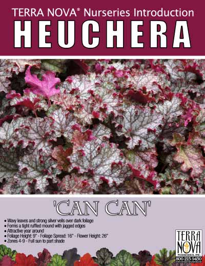 Heuchera 'Can Can' - Product Profile