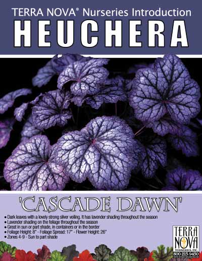 Heuchera 'Cascade Dawn' - Product Profile